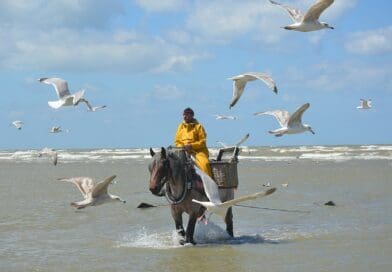 Garnalen en Paardenvissers (Oostduinkerke, België)