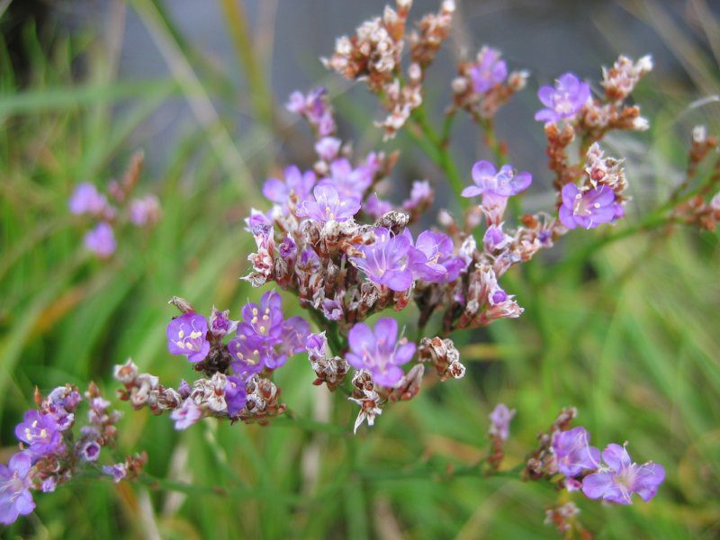 Bloeiend lamsoor (limoenkruid, zwinneblomme).