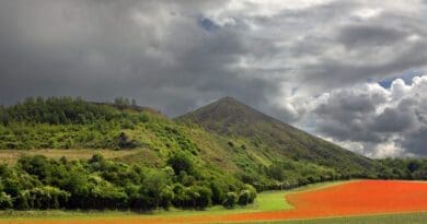 Klaprozen (Papaver) op Vlaamse Velden