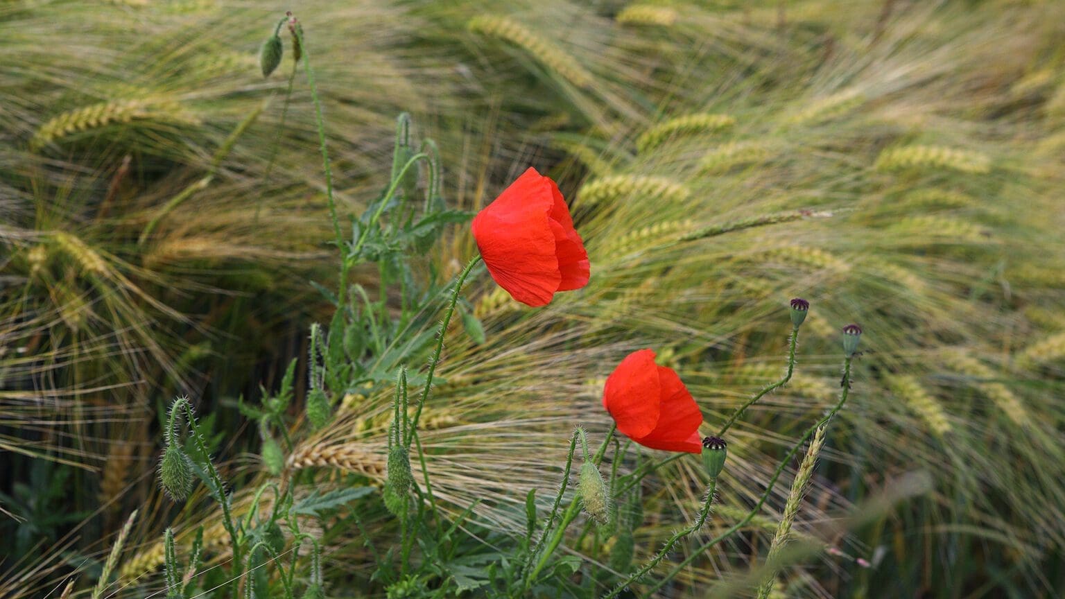 Klaprozen (Papaver) op Vlaamse Velden - Top.Vlaanderen - De top van wat