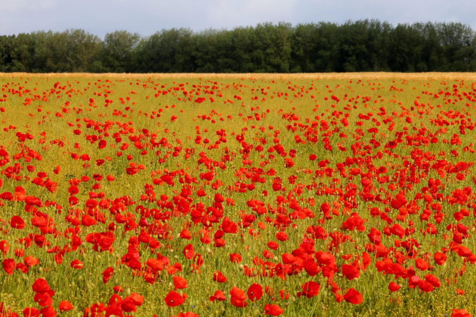 Klaprozen (Papaver) op Vlaamse Velden - Top.Vlaanderen - De top van wat