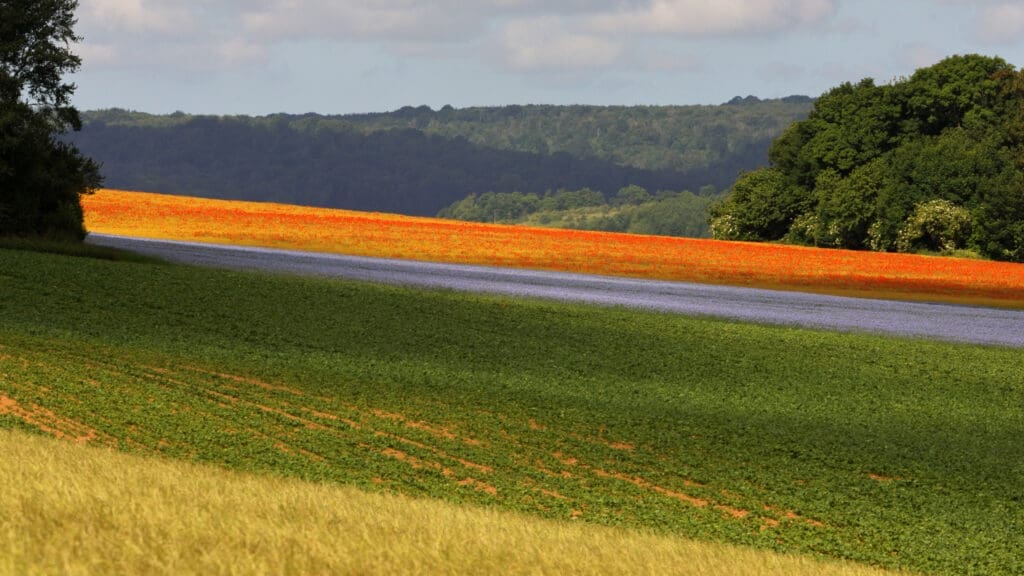 Landschap met vlasveld.