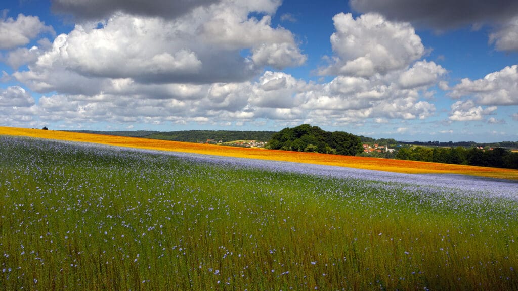 Landschap met vlasveld.