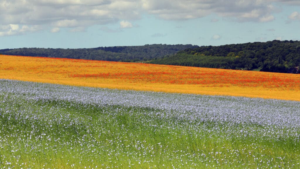 Landschap met vlasveld.