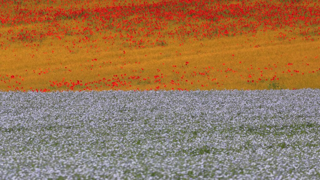 Landschap met vlasveld.