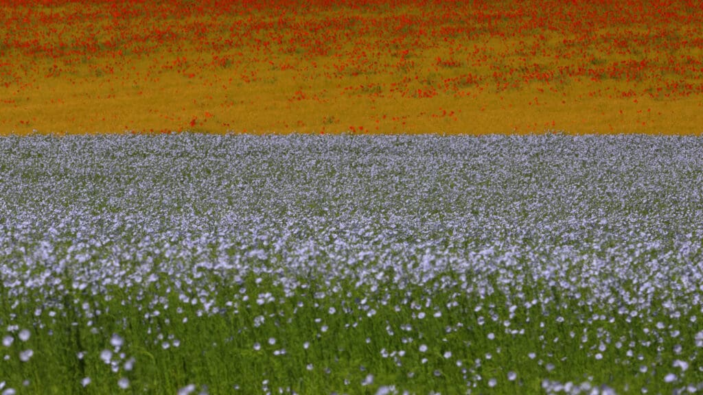 Landschap met vlasveld.