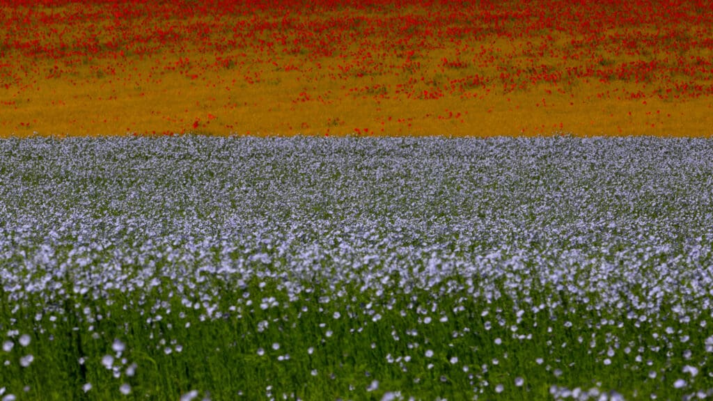 Landschap met vlasveld.