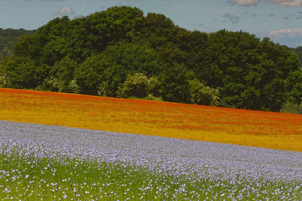 Landschap met vlasveld.