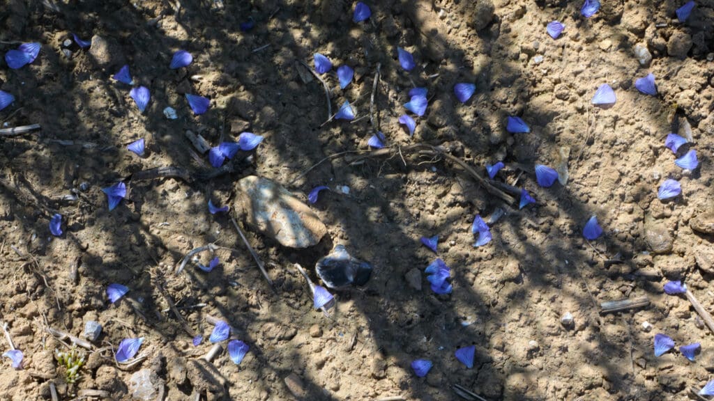 Blaadjes van een vlasbloem