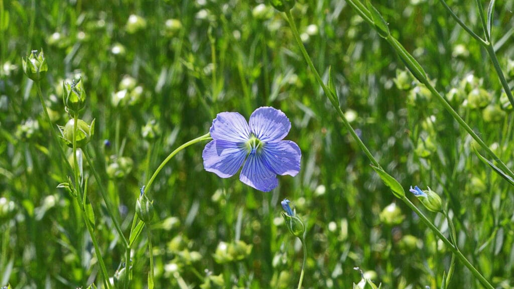 Vlasbloem