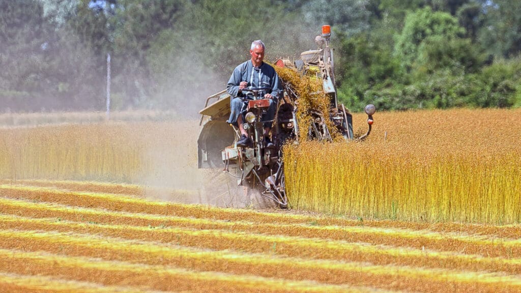 De boer oogst het vlas.