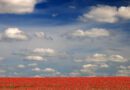 Poppies (Papaver) on Flemish Fields